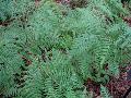 Bramble Fern / Hypolepis repens